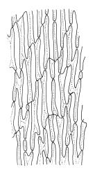 Cladomnion ericoides, mid laminal cells. Drawn from P. Child s.n., 5 Mar. 1972, CHR 422333, and D. Glenny s.n., 27 Nov. 1985, CHR 438494.
 Image: R.C. Wagstaff © Landcare Research 2018 